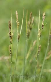 Attēlu rezultāti vaicājumam “Carex hartmanii”