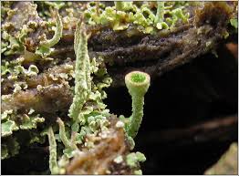 Attēlu rezultāti vaicājumam “Cladonia fimbriata”