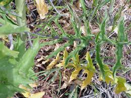 Attēlu rezultāti vaicājumam “Sisymbrium altissimum leaf”