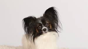 Image result for papillon