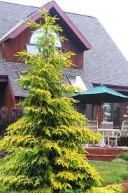 Attēlu rezultāti vaicājumam “Picea orientalis”