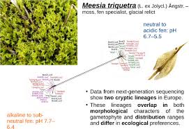 Attēlu rezultāti vaicājumam “Antitrichia curtipendula sporophyte”