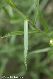 Attēlu rezultāti vaicājumam “Achillea ptarmica leaf”