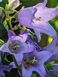 Attēlu rezultāti vaicājumam “Campanula trachelium bud”