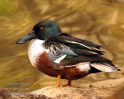 Attēlu rezultāti vaicājumam “Anas clypeata”