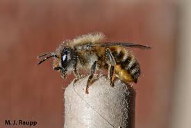 Image result for Boccia In Epsom & Ewell (Bees)