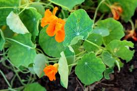 Attēlu rezultāti vaicājumam “Tropaeolum majus leaf”
