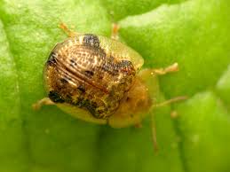 Attēlu rezultāti vaicājumam “Cassida”