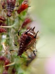 Attēlu rezultāti vaicājumam “Uroleucon cirsii”