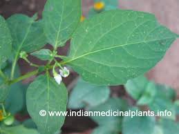 Attēlu rezultāti vaicājumam “Solanum nigrum leaf”
