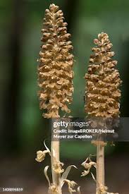 Attēlu rezultāti vaicājumam “Neottia nidus-avis bud”