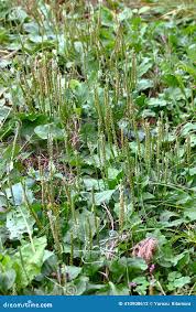 Attēlu rezultāti vaicājumam “Plantaginaceae”