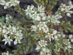 Attēlu rezultāti vaicājumam “Sedum hispanicum leaf”