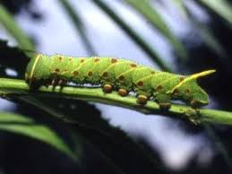 Attēlu rezultāti vaicājumam “Laothoe populi larva”