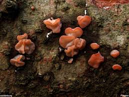 Attēlu rezultāti vaicājumam “Craterocolla cerasi”