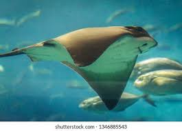 Image result for Aetomylaeus bovinus