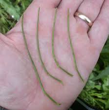 Attēlu rezultāti vaicājumam “Hesperis matronalis bud”