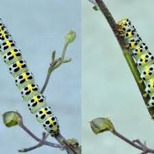 Attēlu rezultāti vaicājumam “Shargacucullia scrophulariae”