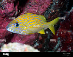 Image result for Haemulon flavolineatum