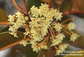 Attēlu rezultāti vaicājumam “Chrysosplenium alternifolium fruit”