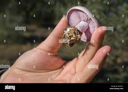 Attēlu rezultāti vaicājumam “Lepista nuda”