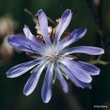 Attēlu rezultāti vaicājumam “Lactuca tatarica flower”