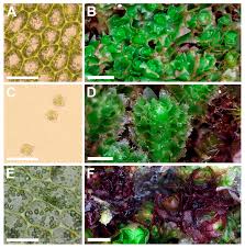 Attēlu rezultāti vaicājumam “Lophozia capitata”