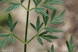 Attēlu rezultāti vaicājumam “Laserpitium pruthenicum”