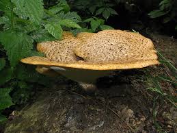 Attēlu rezultāti vaicājumam “Polyporus squamosus”