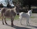 History of Donkeys for Kids!