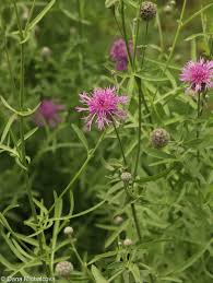 Attēlu rezultāti vaicājumam “Centaurea scabiosa fruit”
