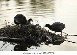 Attēlu rezultāti vaicājumam “Fulica atra adult”