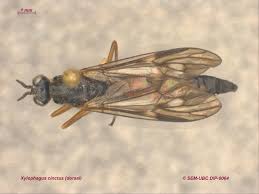 Attēlu rezultāti vaicājumam “Xylophagidae”