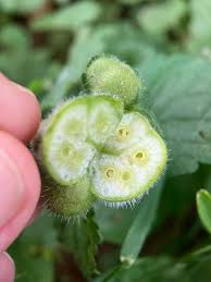 Attēlu rezultāti vaicājumam “Liposthenes glechomae”