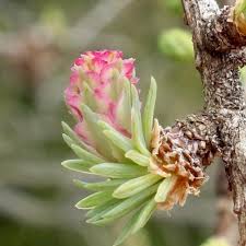 Attēlu rezultāti vaicājumam “Larix kaempferi female flower”
