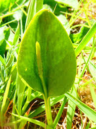 Attēlu rezultāti vaicājumam “Ophioglossum vulgatum”