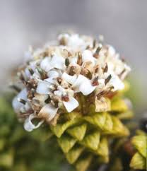 Attēlu rezultāti vaicājumam “Juncus nastanthus”