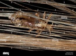 Attēlu rezultāti vaicājumam “Pediculus humanus capitis”