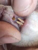 Картинки по запросу белку зажевало в диск