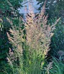 Attēlu rezultāti vaicājumam “Calamagrostis purpurea flower”