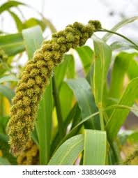 Attēlu rezultāti vaicājumam “Setaria italica”