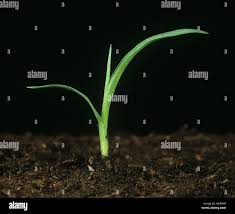 Attēlu rezultāti vaicājumam “Setaria glauca”