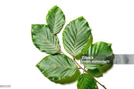 Attēlu rezultāti vaicājumam “Fagus sylvatica fo. laciniata leaf”