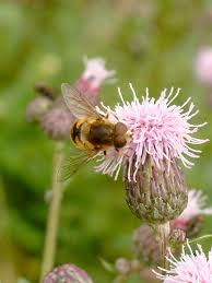 Attēlu rezultāti vaicājumam “Eristalis sp.”