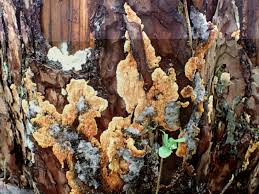 Attēlu rezultāti vaicājumam “Leucogyrophana sororia”