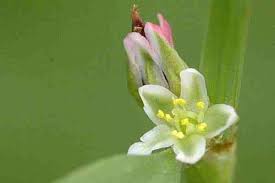 Attēlu rezultāti vaicājumam “Polygonum aviculare flower”