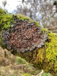 Attēlu rezultāti vaicājumam “Mycoblastus sanguinarius”
