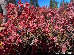 Attēlu rezultāti vaicājumam “Vaccinium uliginosum leaf”