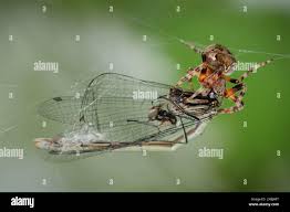 Attēlu rezultāti vaicājumam “Araneus diadematus juvenile”