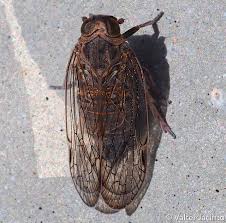 Attēlu rezultāti vaicājumam “Cixius sp.”